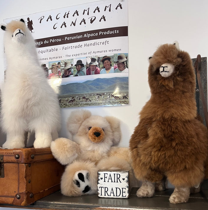 Huacaya Alpaca