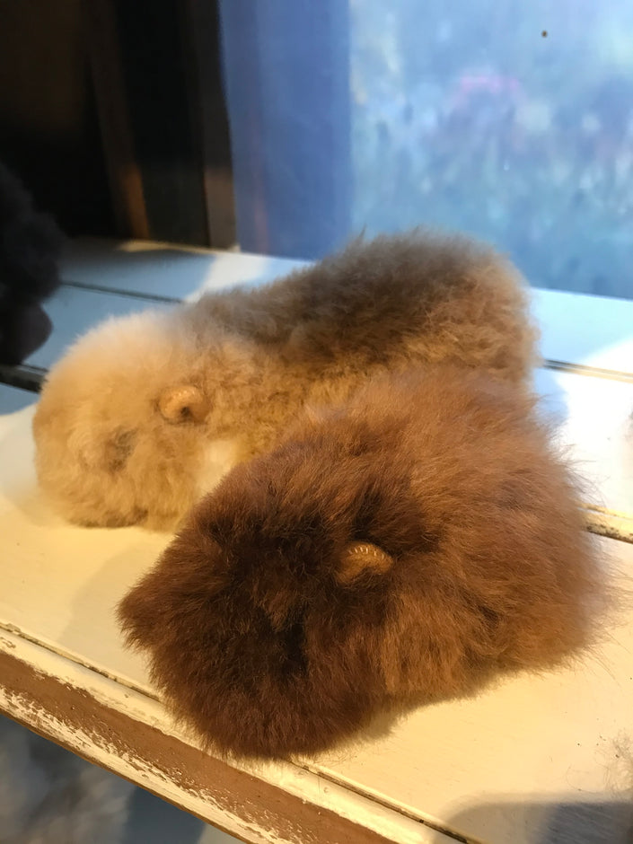 Guinea Pig