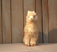 Alice Alpaca